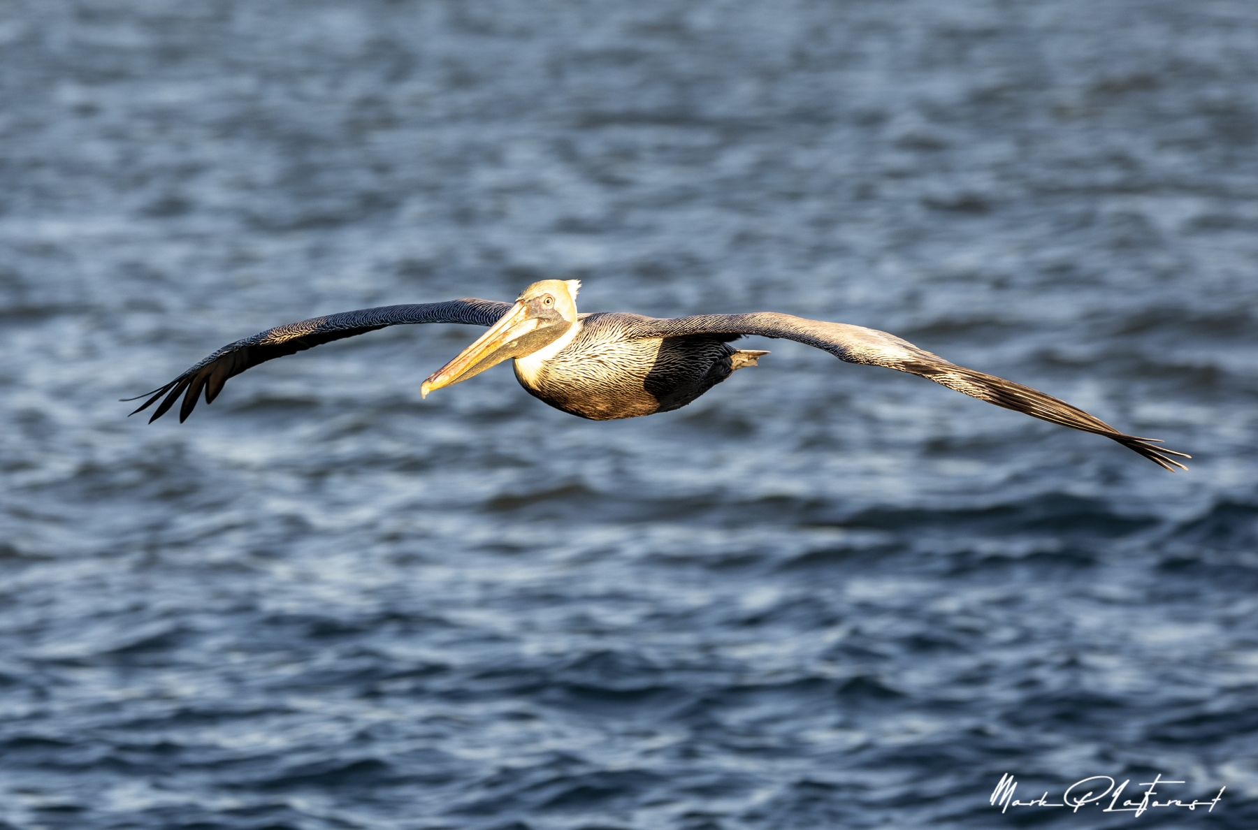 /gallery/north_america/USA/Texas/port aransas/Brown Pelican Port Aransas 2023-006_med.jpg